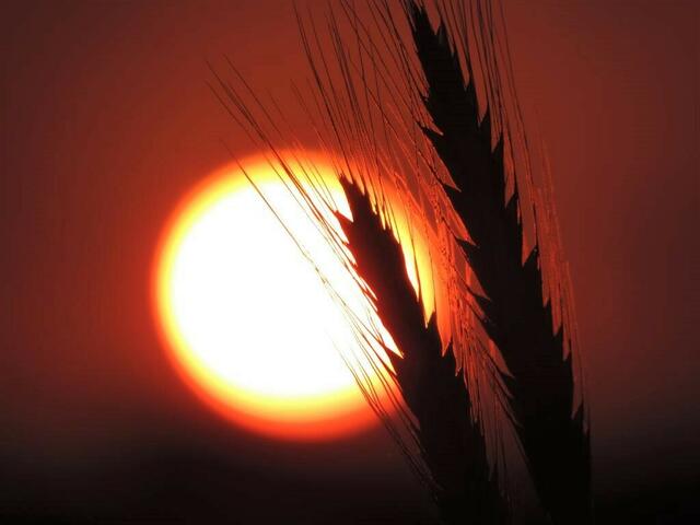 Foto: Bettina Krumm