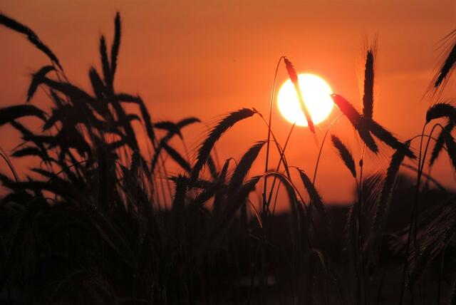 Foto: Bettina Krumm