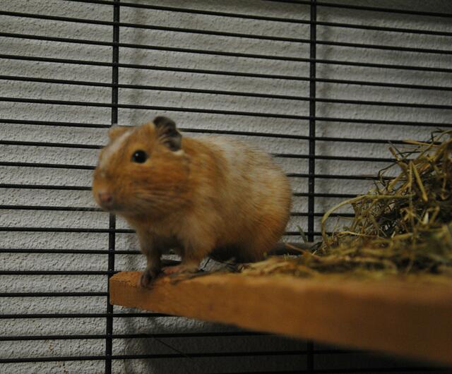 Dieser handzahme Degu wurde auch ausgesetzt, das Alter ist unbekannt. Degus möchten gerne Gesellschaft von anderen Artgenossen haben.