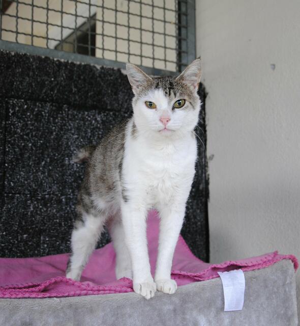 Auch der ca. 15 Jahre alte Kater „Stummelchen“ wurde gefunden.  Er hat eine alte Verletzung am Rücken, ist aber sehr verschmust und menschenbezogen. Er sucht ein ruhiges und liebevolles Plätzchen, da sich bisher noch kein Besitzer gemeldet hat.