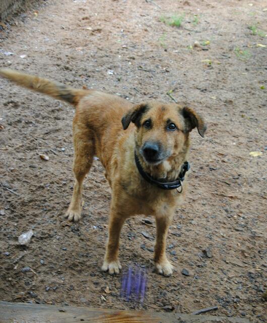 Aran ist ein Schäferhund Mix, er ist 12 Jahre alt und im Herzen jung geblieben. Er spielt immer noch sehr gerne, besonders mit dem Ball.