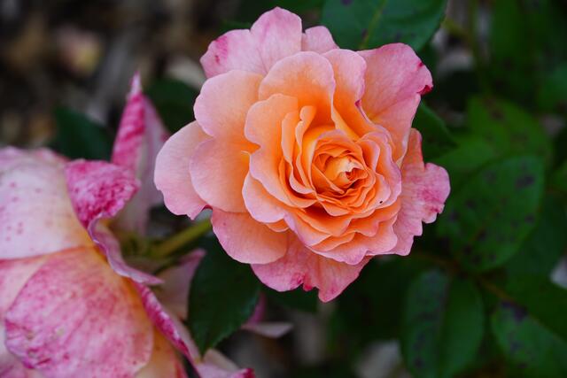 Im Rosengarten in Wertheim.