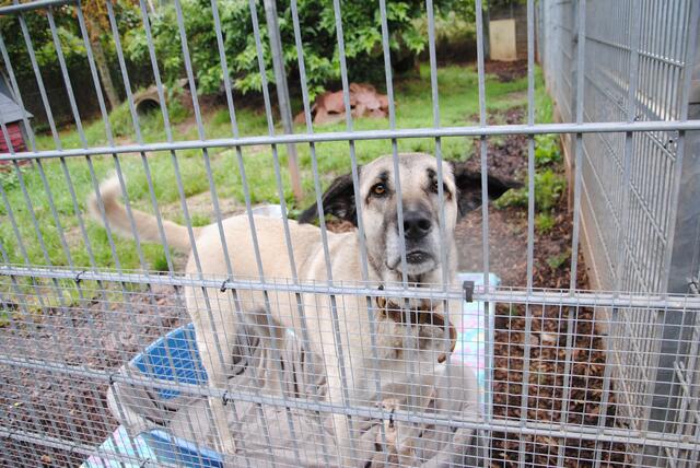 Ronja ist ein menschenfreundlicher Kangale. Er ist 5 Jahre alt und wurde ebenfalls aufgefunden und nie abgeholt.