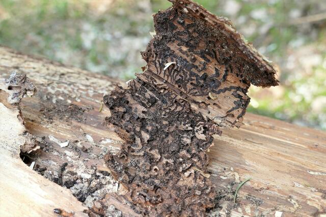 Die Entwicklungsdauer vom Ei bis zum Ausschwärmen der Jungkäfer ist temperaturabhängig und dauert zwischen sechs und zehn Wochen. In Faserrichtung legen die Weibchen unter der Rinde einen Muttergang an und legen dort ihre Eier ab. Nach kurzer Zeit schlüpfen die Larven und fressen sich danach seitlich durch die Bastschicht des Baumes. Nach drei bis fünf Wochen verpuppen sich die Larven in den Puppenwiegen am Ende der Fraßgänge.    | Foto: Katja Sander