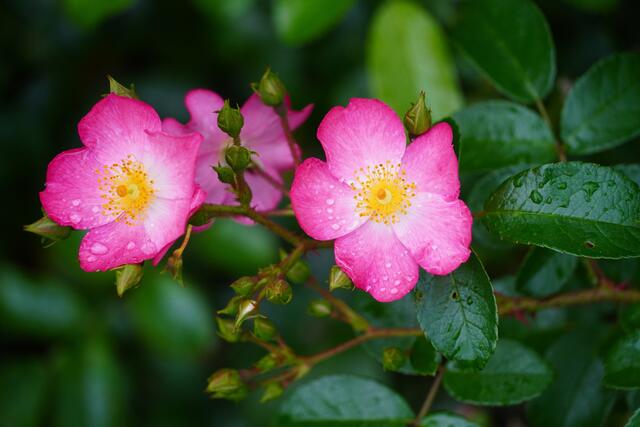 Einen schönen Herbst und ein gutes Jahr könnten auch späte Rosen im Garten und eine Baumblüte im September ankündigen. 
