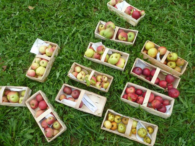 Apfelvielfalt von der Streuobstwiese | Foto: SLH Hobbach