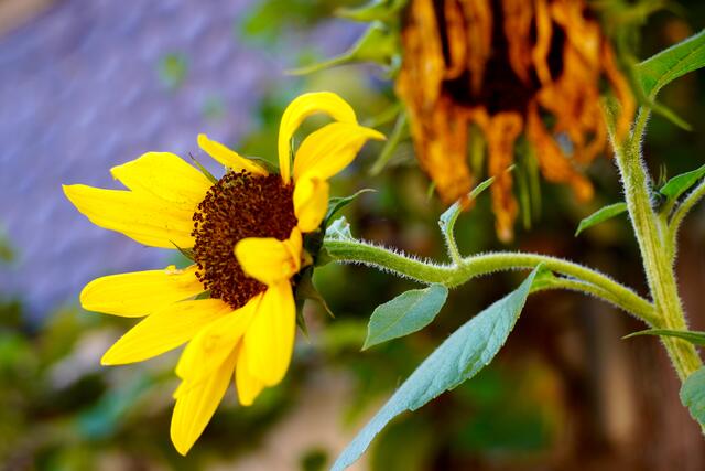 Sonnenblumen zwischen Blüte und Verwelken in Miltenberg im Schwarzviertel, dem ältesten Teil der Altstadt.  Foto Roland Schönmüller