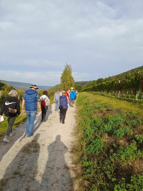 Auf dem Weg zur Maria-Hilf-Kapelle ging es durch die Weinberge | Foto: Jan Kölbel