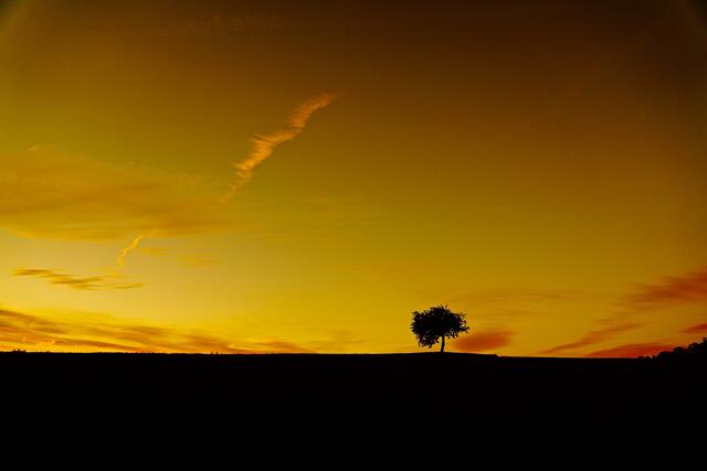 Pars pro toto: Solitär-Baum in der Herbstl-Landschadft. 