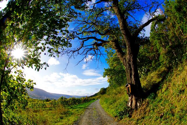 Unterwegs auf dem Rotwein-Wanderweg bei Bürgstadt. 
