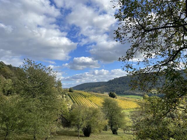Weinberge bei Bürgstadt
