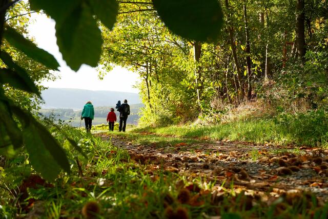 Herbst-Wanderung bei Bürgstadt in den Weinbergen.