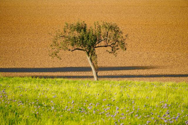 Die Schatten werden länger. 