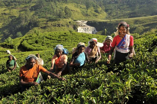 Grüne Tee-Plantagen soweit das Auge schauen kann. | Foto: Udo Herrmann