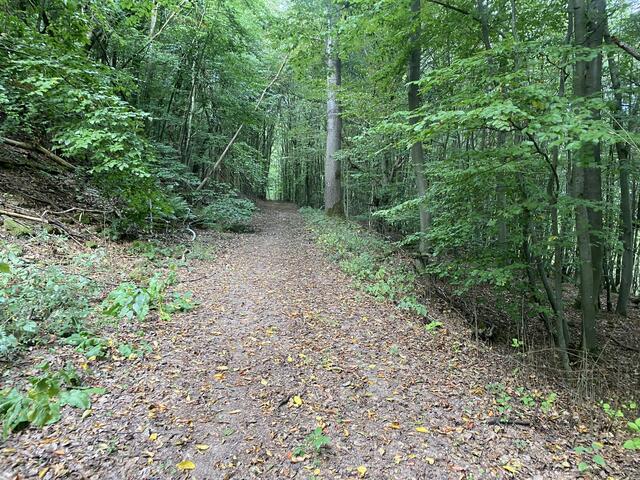 Wald Richtung Neudorf