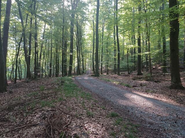 Durch Wald und Flur | Foto: Wolfgang Giegerich