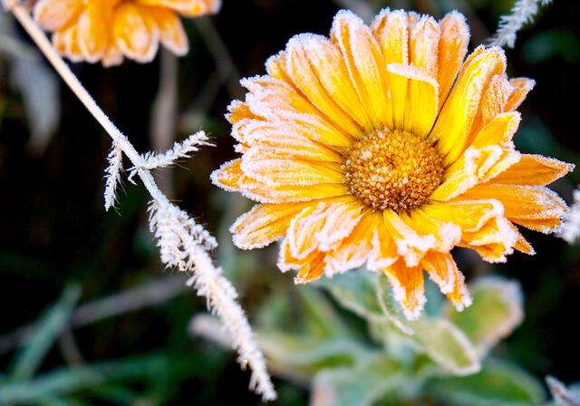 Erster Raureif in Flur und Garten: er verwandelt, verzaubert und "verzuckert" Filigranes, rückt Nebensächliches in den Mittelpunkt und macht scheinbar Unsichtbares sichtbar.