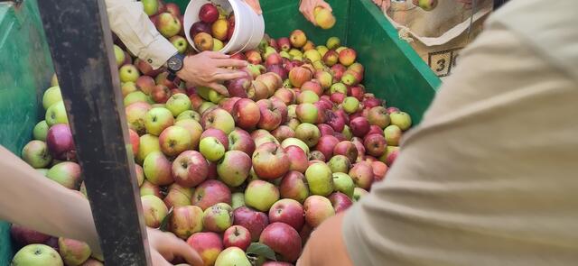 Gemeinsame Apfelernte am Streuobstaktionstag | Foto: SLH Hobbach