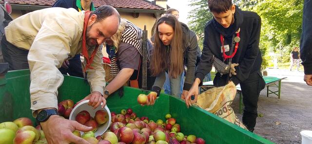 Gemeinsame Apfelernte am Streuobstaktionstag | Foto: SLH Hobbach
