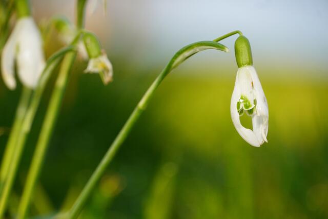 Hoffnungsvolle Frühlings-Farbtupfer