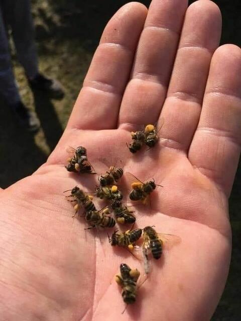 Wolfgang Winter Kreisvorsitzender appelliert :Bitte keine Unkrautvernichtungsmittel spritzen,das tötet die Bienen.... | Foto: UVP