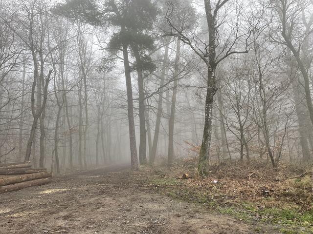 Nebel am März-Morgen