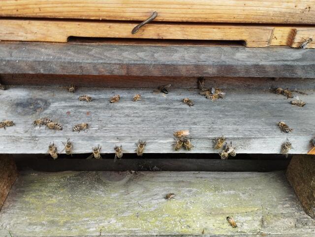 Mit letzter Kraft wollen die Bienen in ihren Stock zurückkehren, aber schaffen es nicht und sterben davor... 