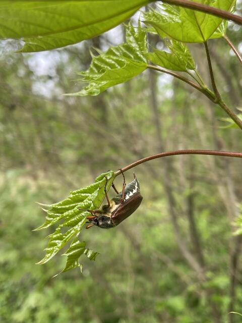 Ganz schön akrobatisch!