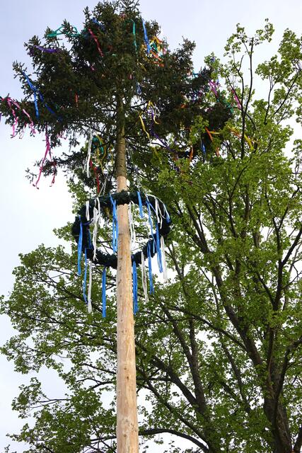Wieder ein stattlicher Maibaum in Schippach.