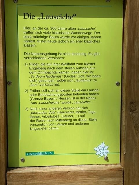 Woher kommt der Name Lauseiche? | Foto: Barbara Kolb