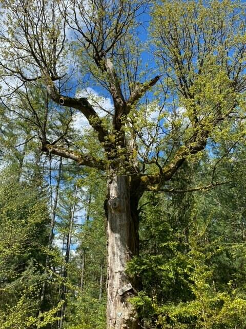 Die Lauseiche | Foto: Barbara Kolb