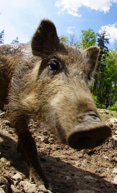 Wildschwein  - fast auf Tuchfühlung!