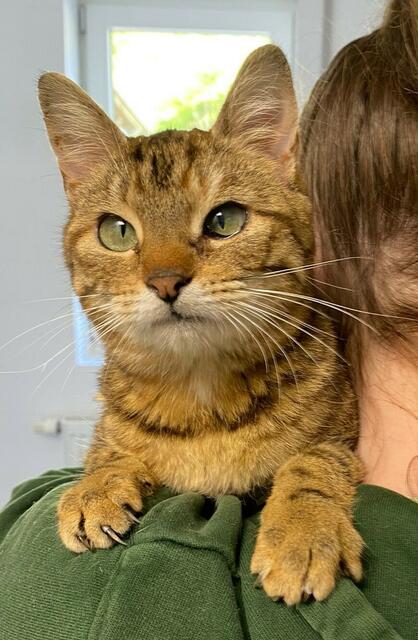 Wer Interesse hat, Robin zu adoptieren, kann sich jederzeit melden. | Foto: Wally-Bangert-Tierheim
