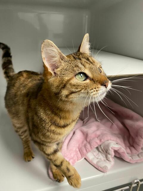 Die niedliche Katze Robin aus dem Wally-Bangert-Tierheim leidet unter chronischem Katzenschnupfen. | Foto: Wally-Bangert-Tierheim