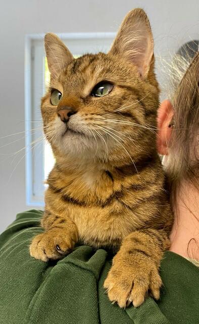 Robin aus dem Wally-Bangert-Tierheim ist geimpft und kastriert. | Foto: Wally-Bangert-Tierheim