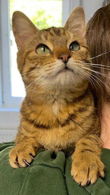 Katzenmädchen Robin aus dem Wally-Bangert-Tierheim wünscht sich ganz viel Liebe. | Foto: Wally-Bangert-Tierheim