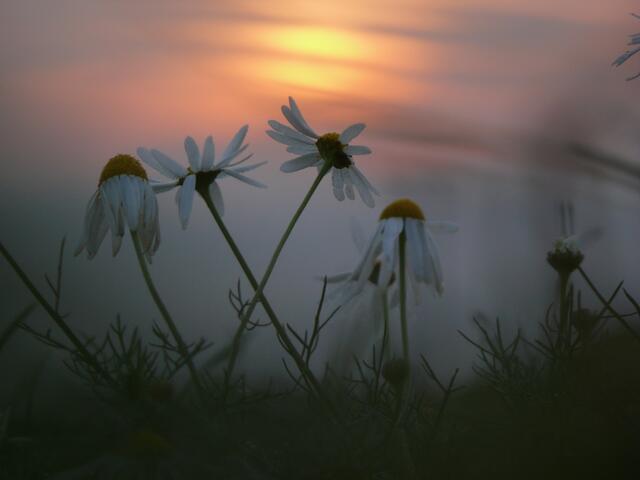 Der „Goldene Sonntag“ ließ ebenso die Wunderblume erblühen. Auch öffneten sich an diesem Sonntag schließlich verschiedene Berge. Sonntagskindern war es möglich, verwünschte Jungfrauen zu erlösen. Bewachte Schätze unter Tage wurden freigegeben.