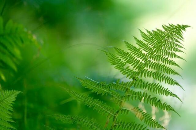 In der Nacht zum „goldenen Sonntag“ sollte zur Mitternacht der „Farrensamen“ , dem man die Macht zuschrieb, unsichtbar zu machen, Glück im Spiel zu verleihen und jeden abgegebenen Schuss treffen zu lassen, zur vollen Reife gelangen und abfallen, hernach freilich verschwinden.