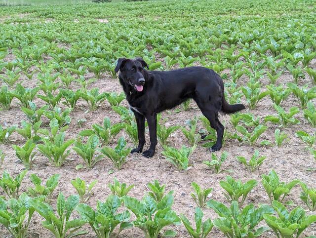 Mischlingshündin Neckarzimmern

 | Foto: Polizei