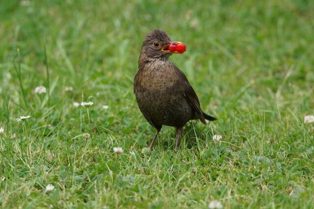 Jetzt aber heim und zurück ins Nest mit Beeren im Doppel-Pack!