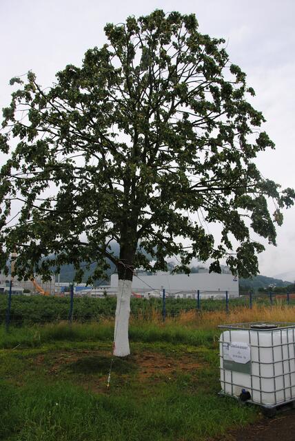 Baum, der für die Logistikhalle versetzt wurde. | Foto: Andrea Kaller-Fichtmüller