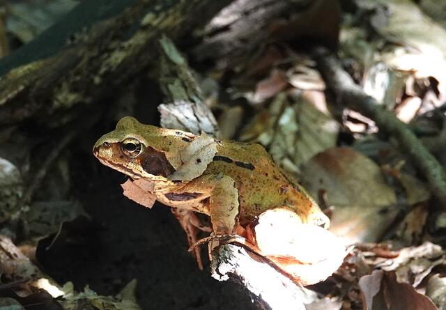 Springfrosch macht eine kleine Verschnaufspause.