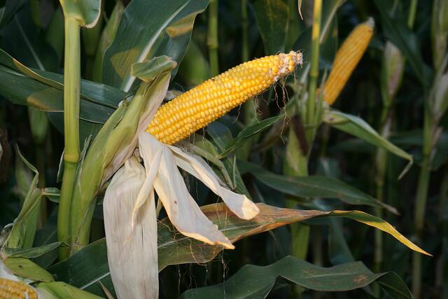 
Reifer Maiskolben. Eine Studie bestätigt: Biogas ist wieder gefragt