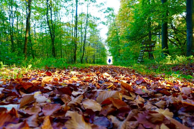 
Erfreuen wir uns am Fest der Sinne
jetzt im Herbst,
im "ausklingenden Altweibersommer und im "Goldenen Oktober!"