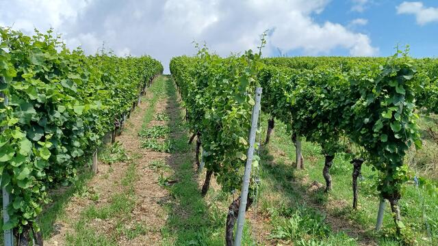 Durch die Weinberge | Foto: Wolfgang Giegerich