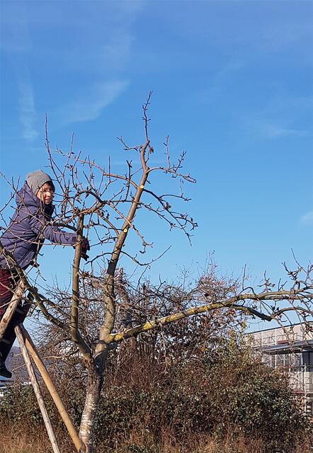 Ein regelmäßiger Pflegeschnitt hält den Streuobstbaum vital. | Foto: Landschaftspflegeverband Miltenberg e.V.