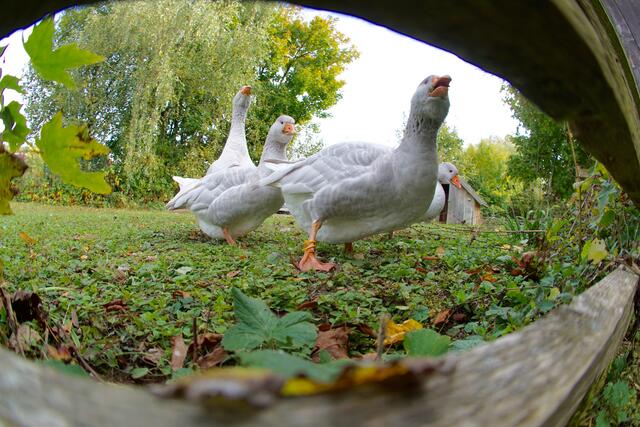 
Seit dem fünften Jahrhundert wurde nach diesem Tag gefastet. So werden seit Jahrhunderten die Gänse geschlachtet und als letztes großes Essen vor Weihnachten auf den Tisch gebracht gemäß der Devise: „Bei fetter Gans und Saft der Reben , lass den heiligen Martin leben!“ Schmunzeln muss man über die kleine Legende, warum die Winzer den Heiligen Martin zum Schutzpatron auserwählten.