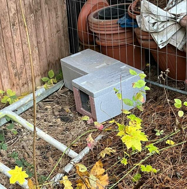 Foto: Tierschutzverein Buchen und Umgebung e.V., Foto unter Einverständnis der Erziehungsberechtigten veröffentlicht