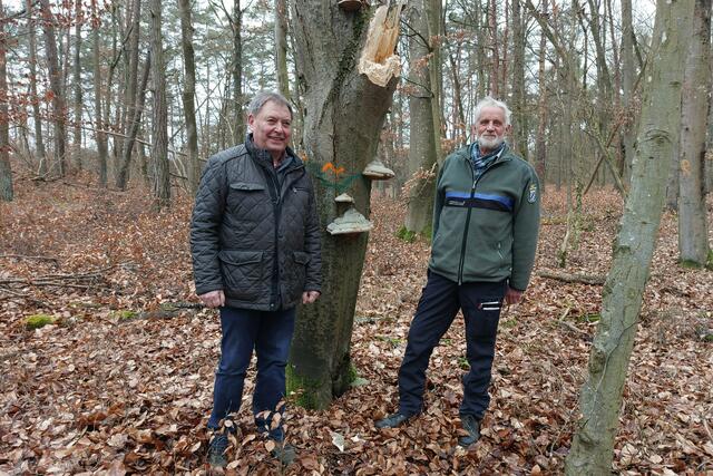 Waldbesitzer Elmar Kütt und Wolfgang Grimm vom AELF Karlstadt begutachten den Zunderpilz am Totholzbaum. | Foto: Frauke Beck