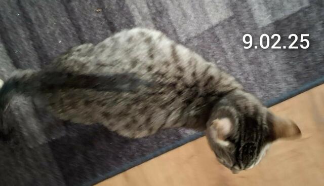 09.02.25 - Diagnose FIP